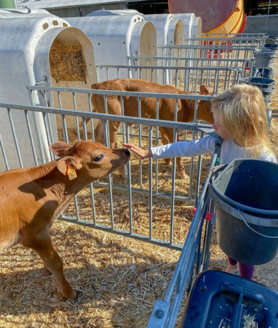 Girl stroking the nose of a young calf on a farm