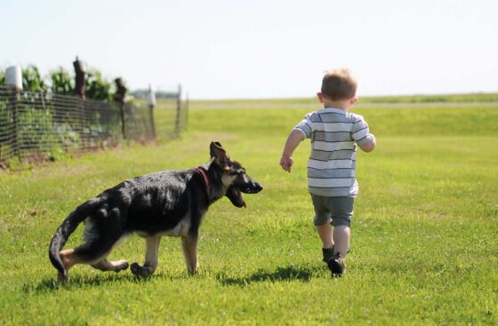 Small boy running through a field with a German Shepherd puppy