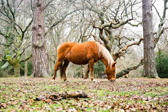 A wild pony grazing in woodland
