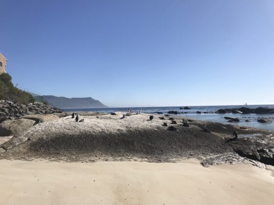 Beach with penguins on
