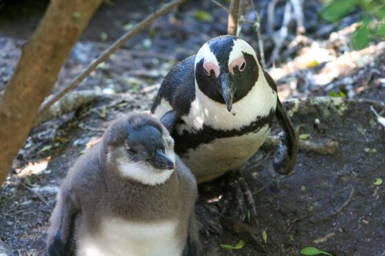 Mother and baby penguins