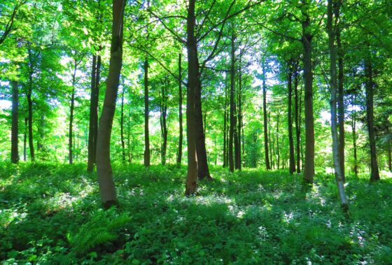 Inside green deciduous woodland