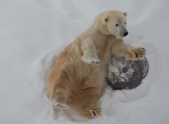 A polar bear rolling in the snow
