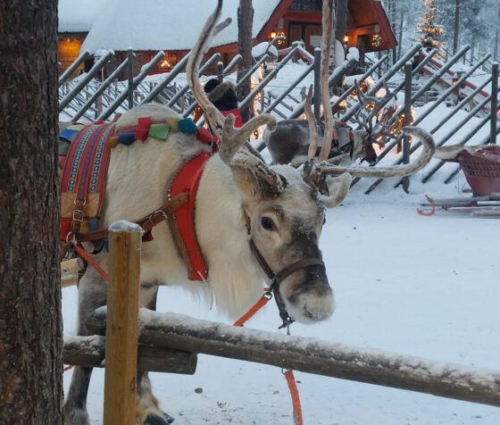 A reindeer in the snow wearing a colourful harness for pulling a sleigh