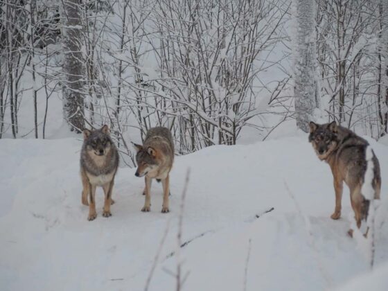 3 wolves stood in the snow